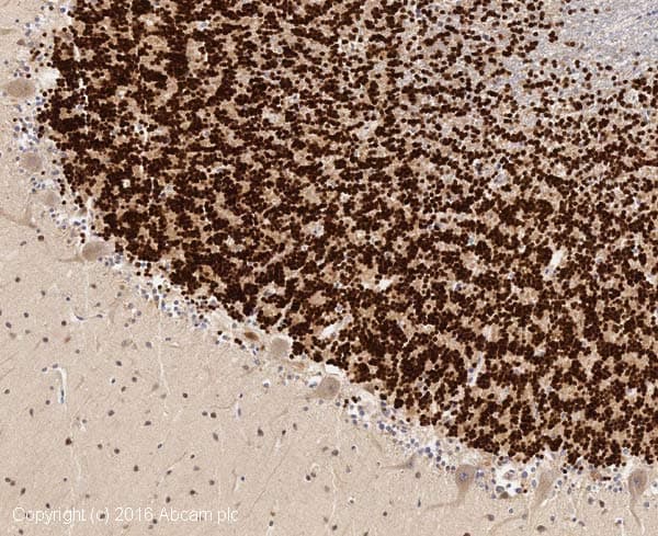 Anti-NeuN antibody - Neuronal Marker(AB104225)