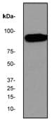 Gelsolin Antibody Ep1940y Bsa And Azide Free Ab284809  Western Blot Img64426