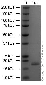 Recombinant human TNF alpha protein (Active)(AB259410)