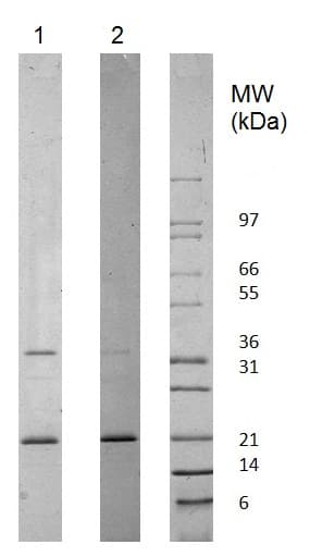Recombinant human Adiponectin protein (Animal Free)(AB222177)