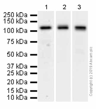 Anti-Pumilio 2 antibody [EPR3813] - BSA and Azide free(AB239909)