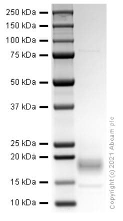 Recombinant rat Interferon gamma protein (Active)(AB280340)