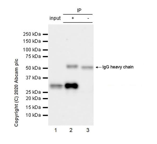 Anti-Pit1 antibody [EPR23555-203](AB273048)