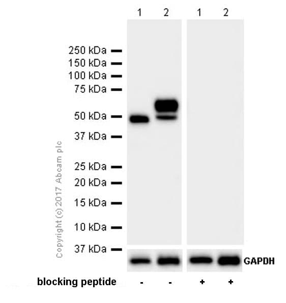 Anti-Beta Arrestin 2 + Beta Arrestin 1 antibody [EPR22073](AB206972)