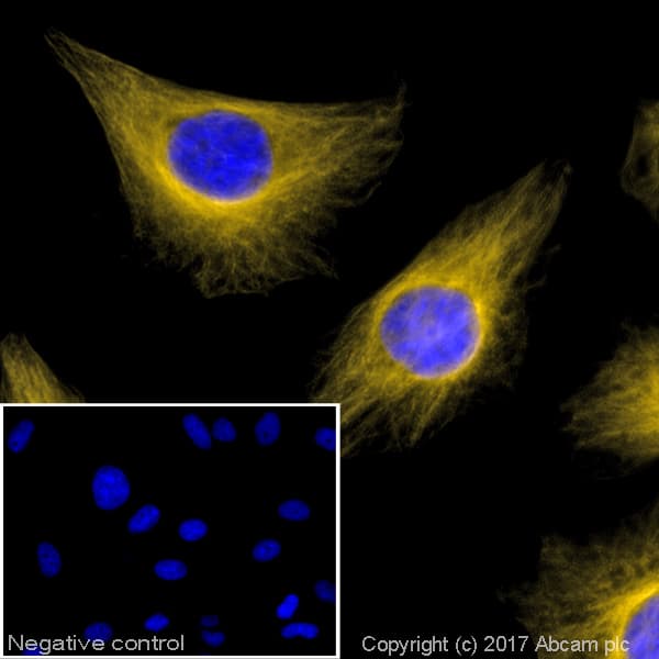 Goat Anti-Rabbit IgG H&L (Alexa Fluor® 568)(AB175471)