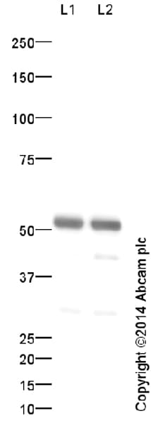Anti-alpha Tubulin antibody - Microtubule Marker(AB18251)