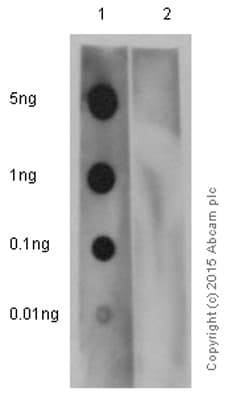 Pkc Zeta Phospho T560 Antibody Ep2037ay Bsa And Azide Free Ab236001  Dot Blot Img17144