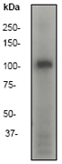 Pi 3 Kinase P110 Delta Antibody Y387 Bsa And Azide Free Ab247253  Western Blot Img138646