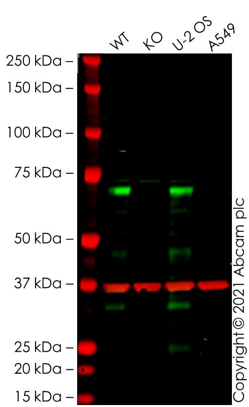 Human Ezhip Knockout U 2 Os Cell Line Ab281631  Western Blot Img169915