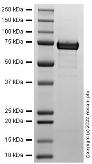 Recombinant Human BIP Protein(ab287939)