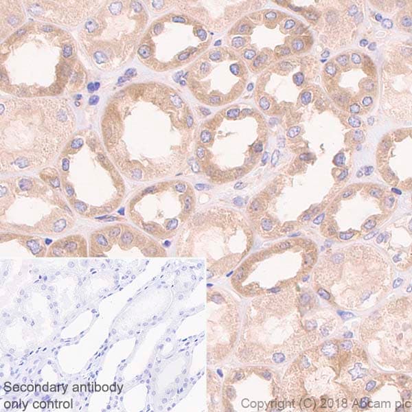 Anti-Rab5 antibody [EPR21801] - Early Endosome Marker(AB218624)