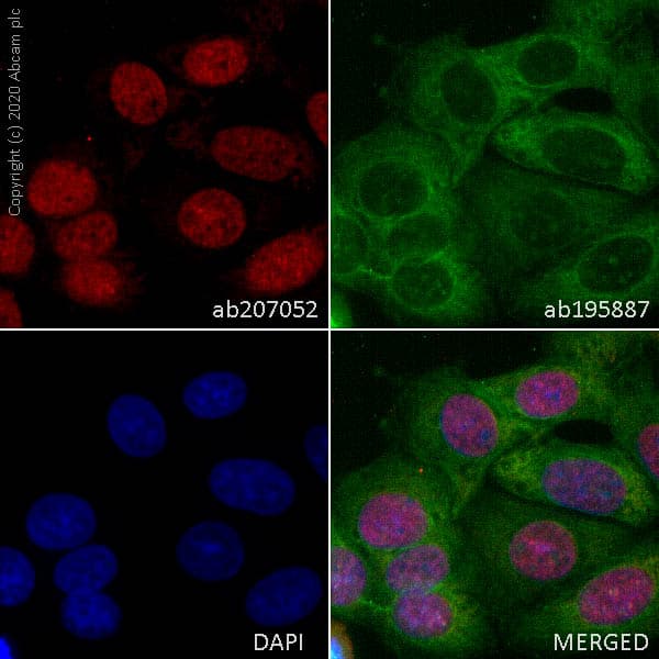 Alexa Fluor® 594 Anti-BRG1 antibody [EPNCIR111A](AB207052)