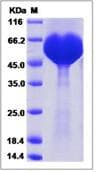 Recombinant Human KIRREL2 protein (His tag)(ab276675)