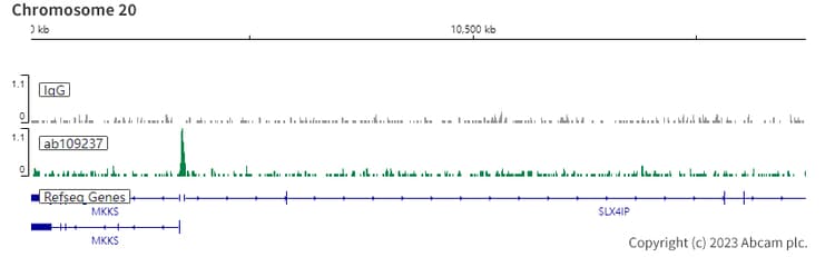 Anti-YY1 antibody [EPR4652] - BSA and Azide free(AB232573)