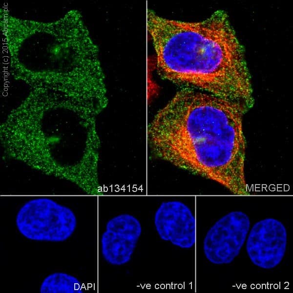Tacc3 Antibody Epr7756 Bsa And Azide Free Ab224525  Immunocytochemistry Immunofluorescence Img77700
