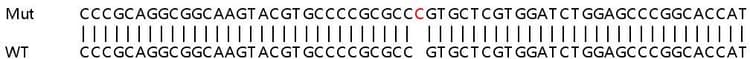 Ab263402  Sanger Sequencing Img412517
