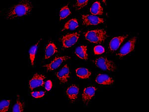 Mrps15 Antibody Epr9361 Ab137070  Immunocytochemistry Immunofluorescence Img117722