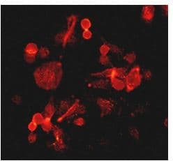 Anti-ErbB2 / HER2 (phospho Y877) antibody [EP2324Y](AB108371)