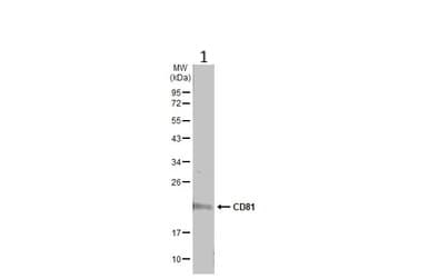 Anti-CD81 antibody(AB155760)