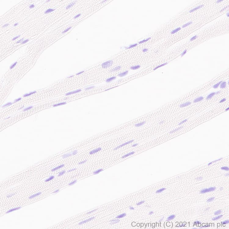 Anti-STAT4 antibody [EPR25128-48](AB284408)