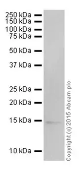 Anti-Histone H3 (di methyl K9) antibody [EP16990] - ChIP Grade(AB176882)