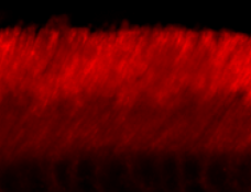 Anti-ABCA4 antibody [3F4](AB77285)
