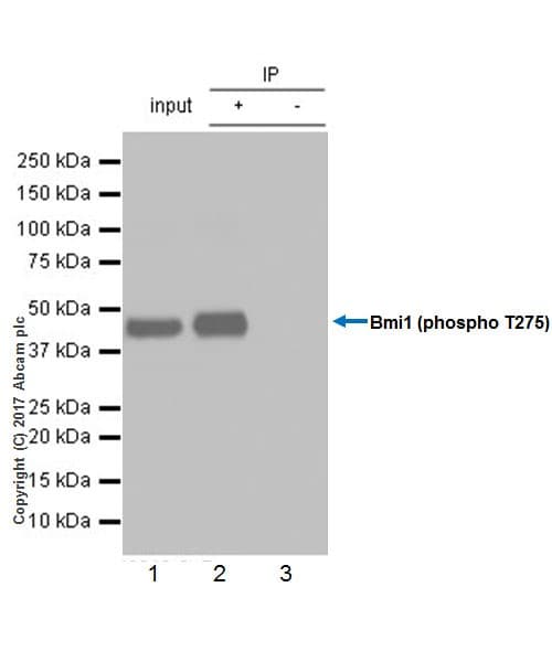 Anti-Bmi1 (phospho T275) antibody [EPR19848](AB213723)