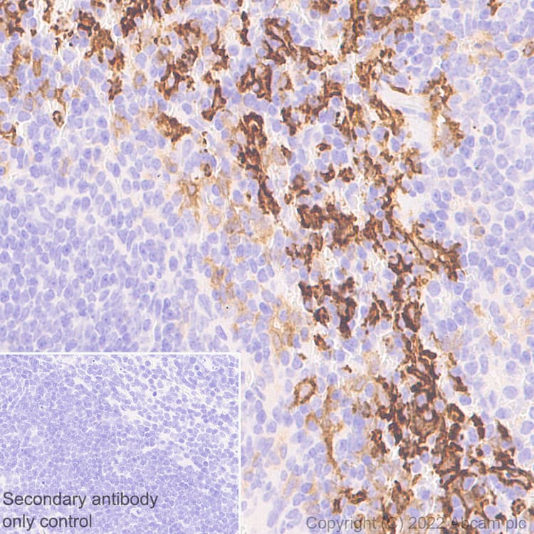 Anti-F4/80 antibody [EPR26545-166](AB300421)