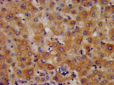 Hmgcs2 Antibody Ab236667  Immunohistochemistry Formalin Pfa Fixed Paraffin Embedded Sections Img82660