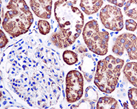 Monoamine Oxidase A Mao A Antibody Epr7101 Ab126751  Immunohistochemistry Formalin Pfa Fixed Paraffin Embedded Sections Img95800