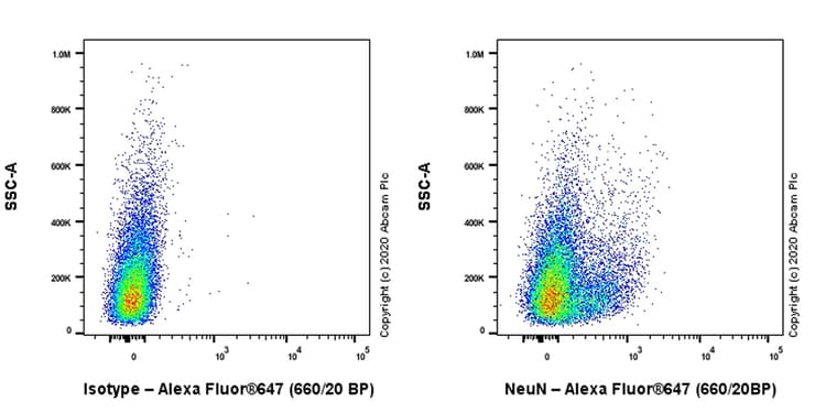 Anti-NeuN antibody [EPR12763] - Rat IgG2a (Chimeric)(AB279297)