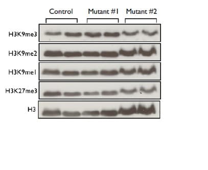 Histone Extraction Kit(AB113476)