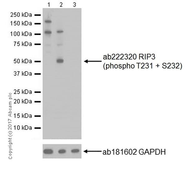 Rip3 Phospho T231 S232 Antibody Epr19403 52 Bsa And Azide Free Ab240399  Western Blot Img176105