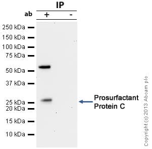 Anti-Prosurfactant Protein C antibody(ab90716)