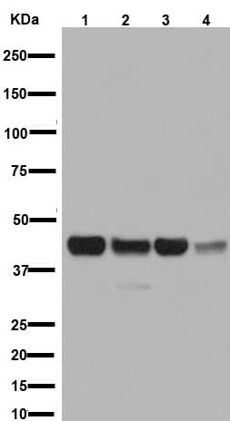 Anti-MEK1 + MEK2 antibody [EPR16667](AB178876)