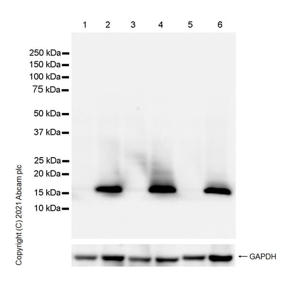 Anti-Histone H3 (phospho S10) antibody [EPR24060-36](AB267372)