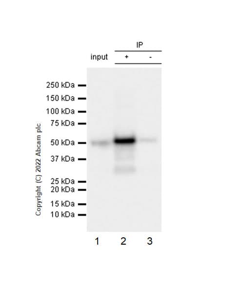 Np I Antibody Epr25683 17 Ab300404  Immunoprecipitation Img400572