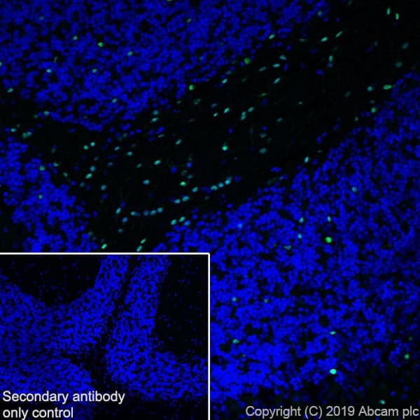 Anti-SOX10 antibody [SP267] - BSA and Azide free(AB245760)