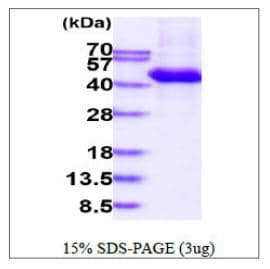 Ab270575  Sds Page Img118767