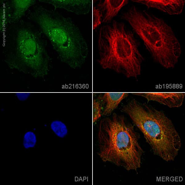 Alexa Fluor® 488 Anti-MALT1/MLT antibody [EP603Y](AB216360)