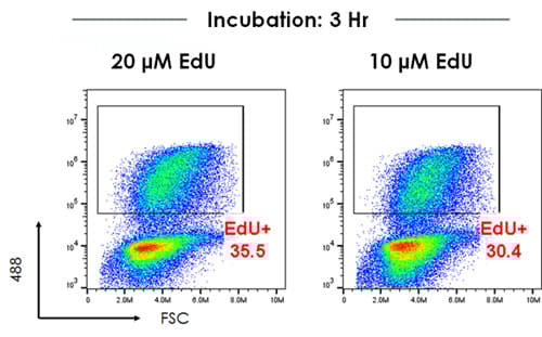 EdU Assay / EdU Staining Proliferation Kit (iFluor 488)(AB219801)
