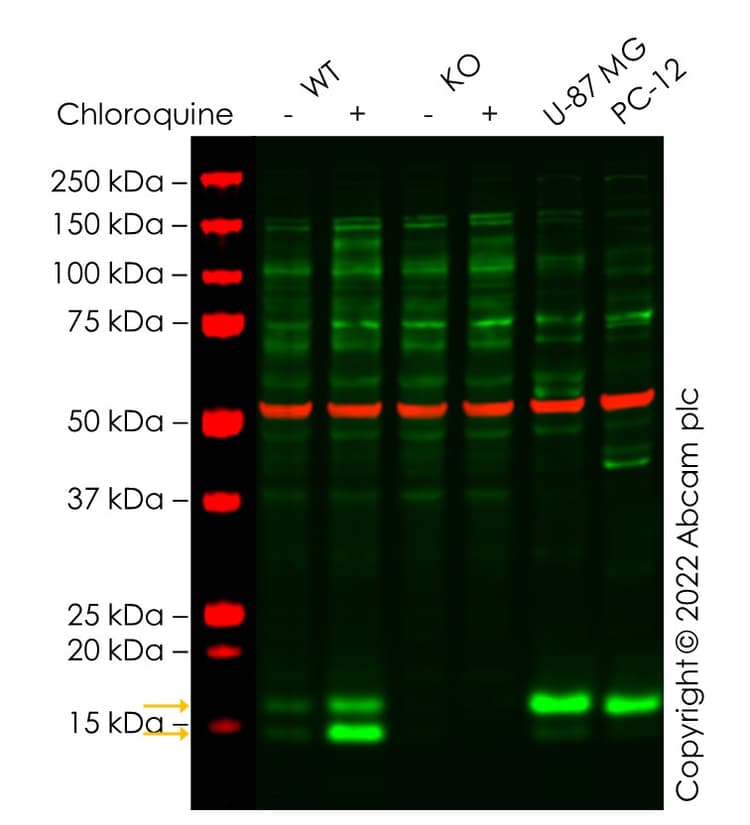 Anti-LC3B antibody(ab51520)