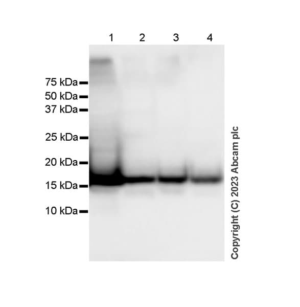 Anti-Histone H3 antibody [1B1B2](AB309551)