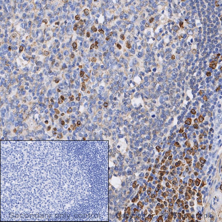 Anti-Human IgG antibody [EPR4421](AB109489)