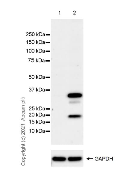 Anti-IL-1 beta antibody [EPR23851-127](AB254360)