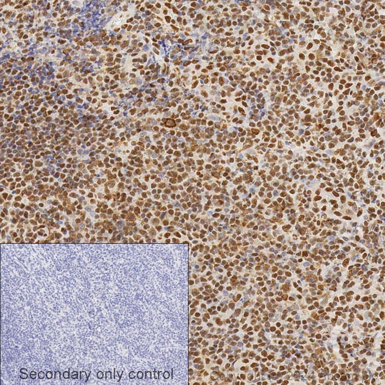 Anti-HMGB1 antibody [EPR3507](AB79823)