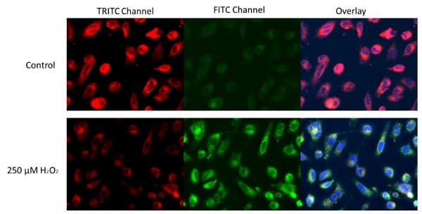 Lipid Peroxidation Assay Kit (Cell-based)(AB243377)