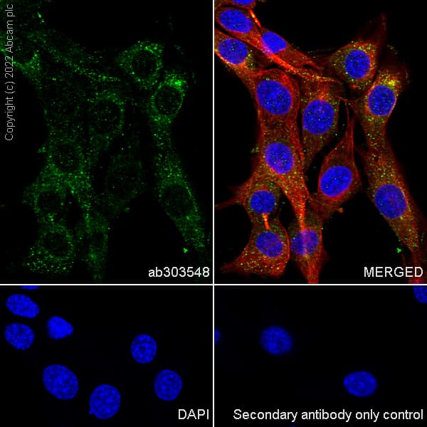 Anti-SMCR8 antibody [EPR26215-5] - BSA and Azide free(AB303549)