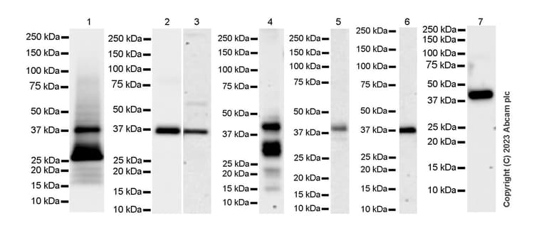 Anti-Connexin 43 / GJA1 antibody [RM1071] - BSA and Azide free(AB314909)