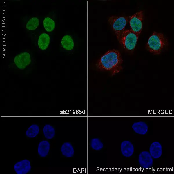 Anti-PRAME antibody [EPR20330] - BSA and Azide free(AB232571)